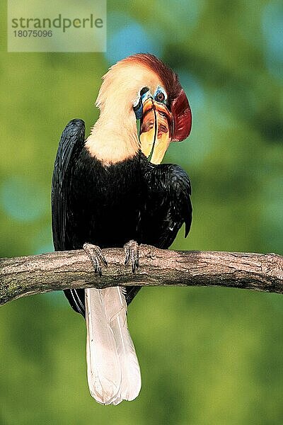 Sulawesi Wrinkled Hornbill  male (Rhyticeros cassidix)  Sulawesi-Hornvogel (Aceros cassidix)  männlich (Vogel) (Vögel) (birds) (Nashornvögel) (hornbills) (Südostasien) (southeast asia) (Tiere) (animals) (außen) (outdoor) (Ast) (frontal) (head-on) (von vorne) (adult) (schwarz) (black) (sich putzen) (preening itself)