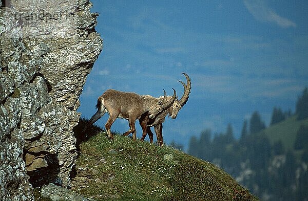 Alpensteinböcke  männlich  Niederhorn  Berner Oberland (Carpa ibex)  Schweiz  Europa