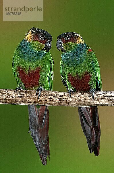 Blaukehlsittiche  Blaulatzsittiche (Pyrrhura cruentata) (Südamerika) (Vogel) (Vögel) (birds) (Papageien) (parrots) (Sittiche) (parakeets) (Rotschwanzsittiche) (Tiere) (animals) (außen) (outdoor) (Ast) (frontal) (head-on) (von vorne) (grün) (green) (adult) (Paar) (pair) (zwei) (two) (Zuneigung) (affection) (bunt) (multicolored)