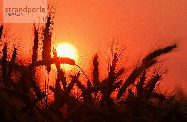 Roggen (Secale cereale) bei Sonnenaufgang  Deutschland  Europa