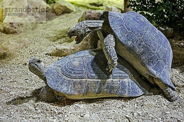 Zwei sich paarende Breitrandschildkröten (Testudo marginata)  heimisch in Südeuropa