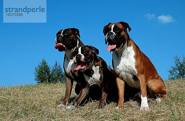 Deutscher Boxer