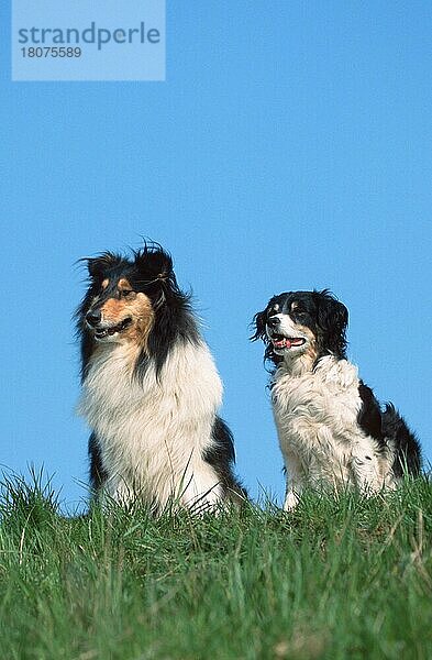Rough Collie und Mischlingshund