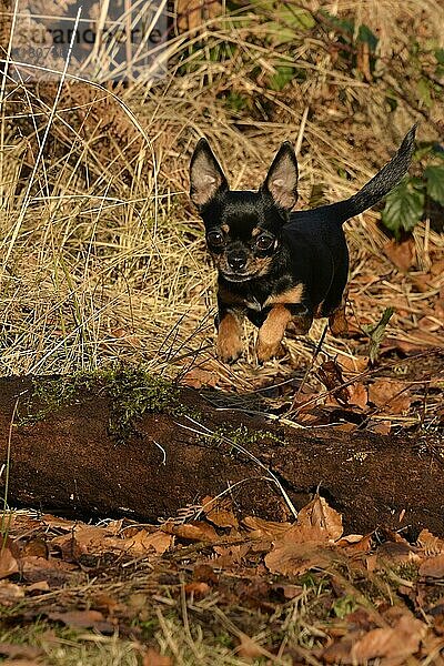 Chihuahua  Hündin  black and tan  erwachsen  2 Jahre