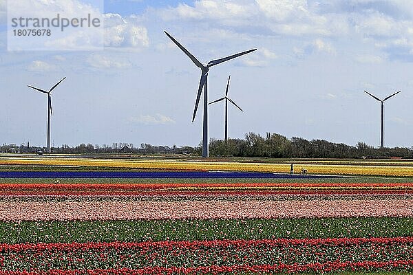 Blühendes Tulpenfeld bei Alkmaar  Holland  Nordholland  Niederlande  Europa