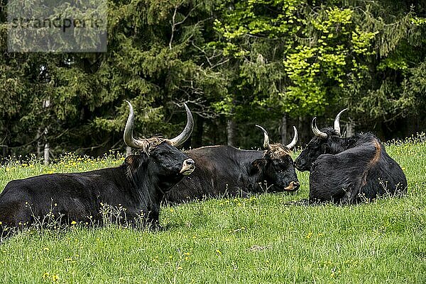 Herde Heckrinder (Bos primigenius) (Bos domesticus) beim Ausruhen auf einem Feld. Versuch der Rückzüchtung des ausgestorbenen prähistorischen Auerochsen