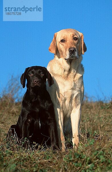 Labrador Retriever and puppy  4 month old  yellow and brown  Labrador-Retriever und Welpe  4 Monate alt  gelb und braun (animals) (Säugetiere) (mammals) (Haushund) (domestic dog) (Haustier) (Heimtier) (pet) (außen) (outdoor) (frontal) (head-on) (von vorne) (Wiese) (meadow) (sitzen) (sitting) (traurig) (sad) (adult) (Jungtier) (young) (Mutter & Kind) (mother & baby) (zwei) (two)