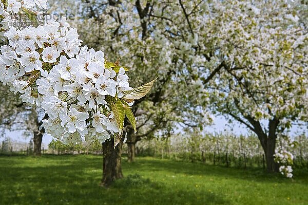 Obstgarten mit blühenden Kirschbäumen (Prunus avium) im Frühling  Haspengouw  Belgien  Europa