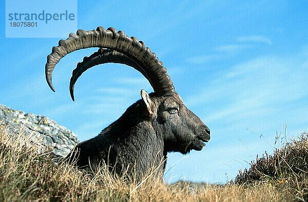 Alpensteinbock (Capra ibex)  mennlich  Berner Oberland () (alps) (Europa) (Gebirge) (Berge) (mountains) (Säugetiere) (Huftiere) (Paarhufer) (Klauentiere) (Wildziegen) (außen) (draußen) (Kopf) (Porträt) (Portrait) (seitlich) (Seite) (Querformat) (horizontal) (liegen) (liegend) (Entspannung) (entspannend)  männlich  ruhend  Niederhorn  Schweiz  Europa