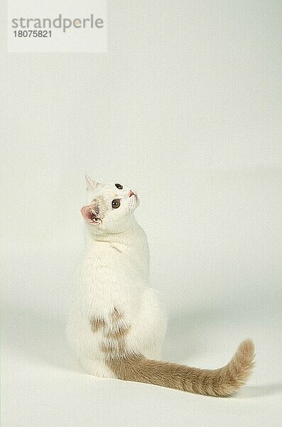 Britisch Kurzhaar Katze  creme-weiß Harlekin