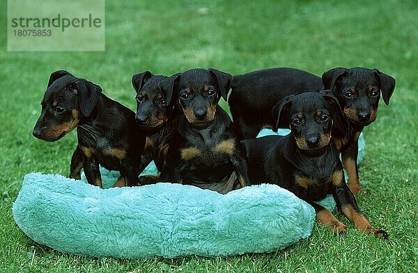 Manchester Terrier  puppies  6 weeks old  Manchester-Terrier  Welpen  6 Wochen alt (Saeugetiere) (mammals) (animals) (Haushund) (domestic dog) (Haustier) (Heimtier) (pet) (außen) (outdoor) (frontal) (head-on) (von vorne) (Wiese) (meadow) (schwarz) (black) (Kissen) (cushion) (pillow) (sitzen) (sitting) (stehen) (standing) (Gruppe) (group) (fünf) (five) (Jungtier) (young) (puppy) (Querformat) (horizontal)