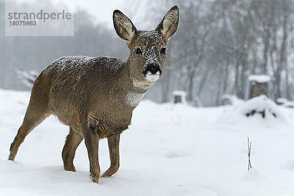 Reh (Capreolus capreolus)  Ricke  Schneetreiben  Deutschland  Europa