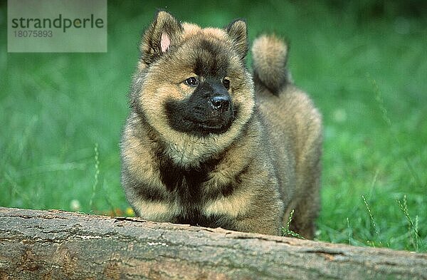 Eurasier  puppy  9 weeks old  Welpe  9 Wochen alt (Saeugetiere) (mammals) (animals) (Haustier) (Heimtier) (pet) (Haushund) (domestic dog) (außen) (outdoor) (frontal) (head-on) (von vorne) (stehen) (standing) (Jungtier) (young) (Querformat) (horizontal)