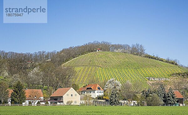 Weinanbau auf der Deutschen Bosel mit Dorf Sörnewitz  Coswig  Sachsen  Deutschland  Europa