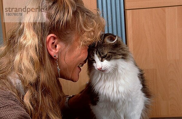 Frau schmust mit Norwegischer Waldkatze  Katze gibt Köpfchen