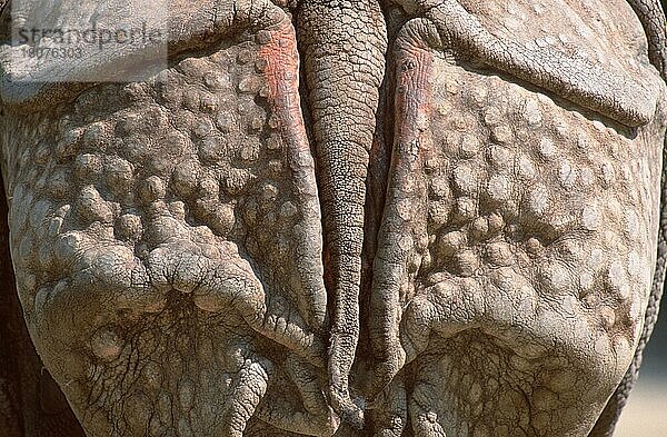 Indisches Nashorn (Rhinoceros unicornis)  Rücken und Schwanz  Panzernashorn  Hinterteil und Schwanz (Asien) (asia) (Säugetiere) (mammals) (Huftiere) (hoofed animals) (Unpaarhufer) (von hinten) (from behind) (Nahaufnahme) (Detail) (close-up) (Querformat) (horizontal)