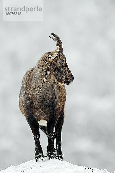 Alpensteinbock (Capra ibex)  weiblich  Steinbock