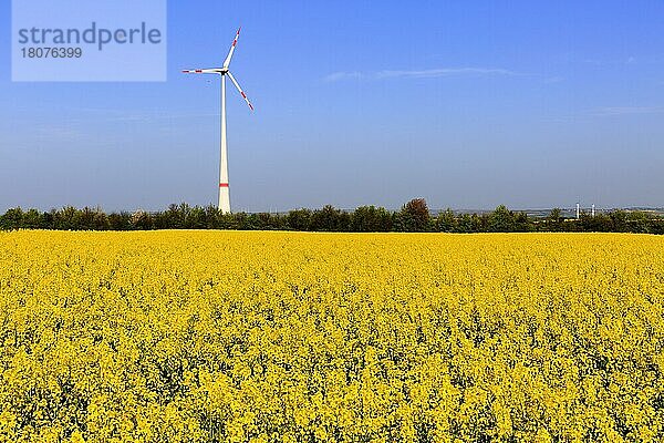 Deutschland  Rheinland-Pfalz  Wörrstadt  Windrad  Windkraft  Rapsfeld  Europa