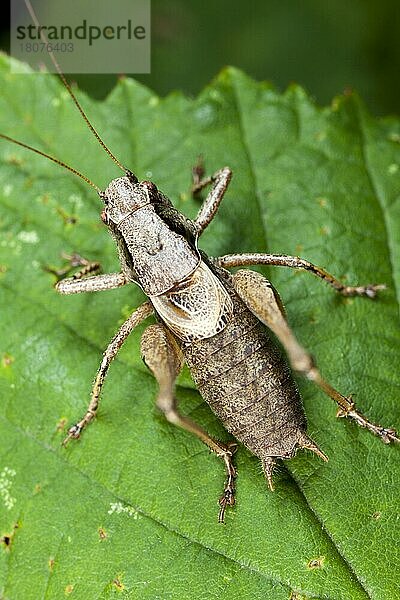 Gewöhnliche Strauchschrecke (Pholidoptera griseoaptera)