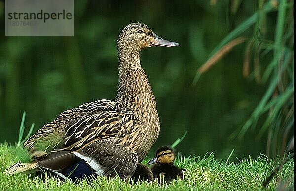 Stockente (Anas platyrhynchos)  Weibchen mit Entenküken  Nordrhein-Westfalen  Deutschland  Europa