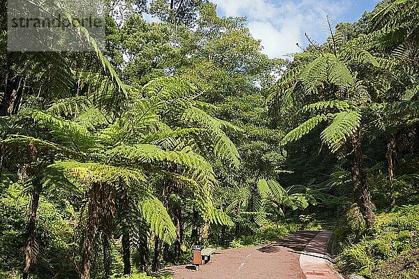 (Caldeira) Velha  Sao Miguel  Azoren  Portugal  Europa