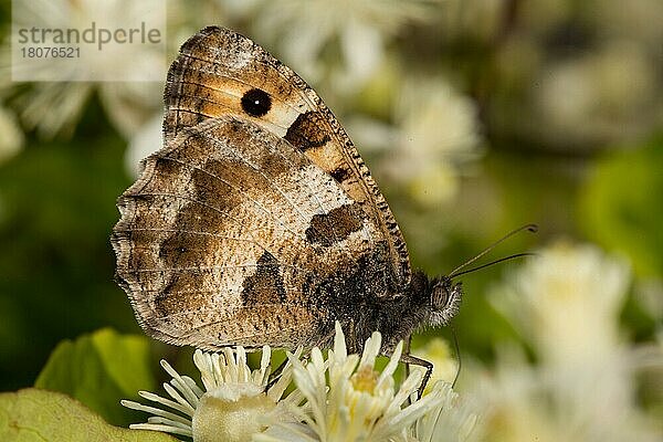 Berghexe (Chazara briseis)  Männchen