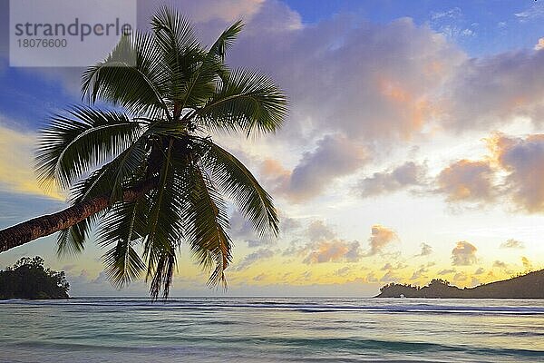 Überhängende Kokospalme an der traumhaften Bucht von Baie Lazare  Insel Mahe  Westküste  Seychellen  Afrika