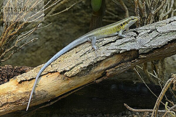 Blauschwanzskink (Trachylepis quinquetaeniata)  captive  Vorkommen Afrika