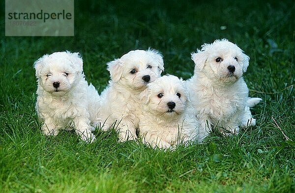 Maltese puppies  6 weeks old  Malteser-Welpen  6 Wochen alt (Saeugetiere) (mammals) (animals) (Haushund) (domestic dog) (Haustier) (Heimtier) (pet) (puppy) (außen) (outdoor) (frontal) (head-on) (von vorne) (Wiese) (meadow) (weiß) (white) (Querformat) (horizontal) (liegen) (lying) (sitzen) (sitting) (Gruppe) (group) (vier) (four) (Geschwister) (siblings) (Jungtier) (young) (puppy)