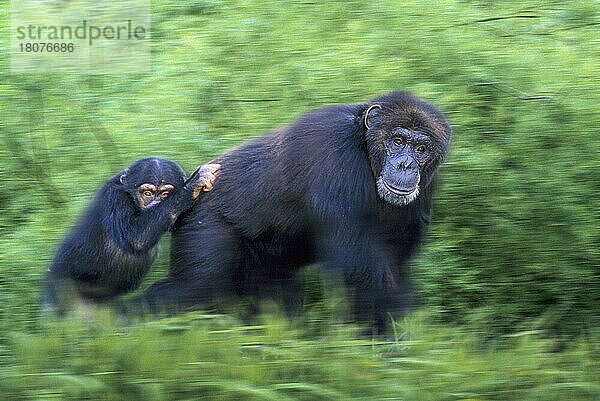 Schimpansen  Männchen mit Jungen  Schimpanse (Pan troglodytes)