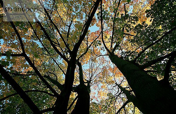 Maple trees in autumn  Ahornbäume im Herbst