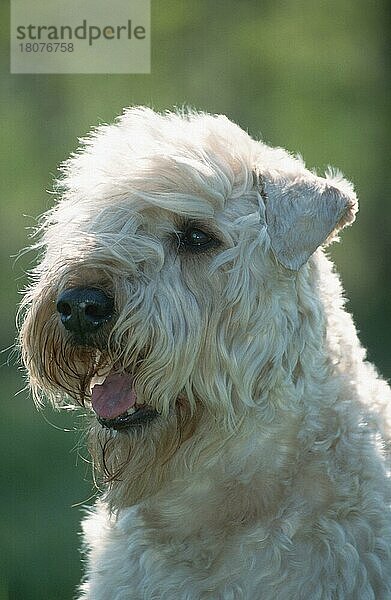Irish Soft Coated Wheaten Terrier (Saeugetiere) (mammals) (animals) (Haushund) (domestic dog) (Haustier) (Heimtier) (pet) (außen) (outdoor) (Gegenlicht) (back light) (Kopf) (head) (Porträt) (portrait) (adult)