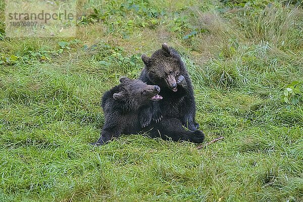 Europäischer Braunbär (Ursus arctos)  zwei spielende Jungtiere  captive