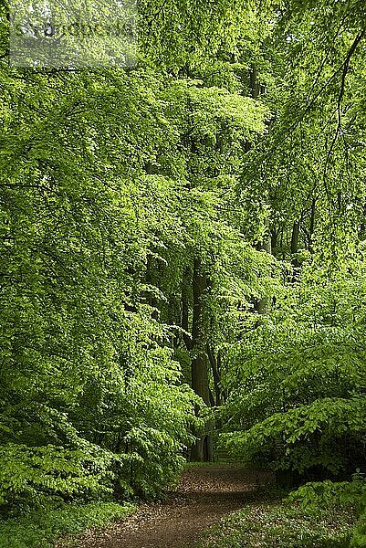 Wald  am Gosanberg  Nationalpark Wolin  Insel Wolin  Westpommern  Polen  Wolinski Park Narodowy  Europa
