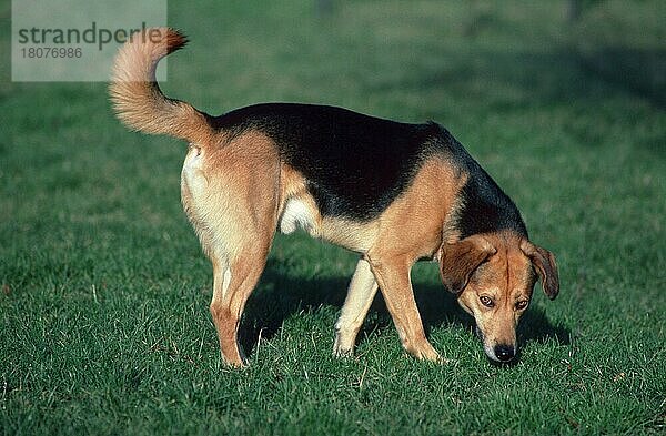 Mixed Breed Dog  Mischlingshund (animals) (Säugetiere) (mammals) (Haushund) (domestic dog) (Haustier) (Heimtier) (pet) (außen) (seitlich) (outdoor) (side) (Wiese) (meadow) (schnuppern) (sniffing) (stehen) (standing) (adult) (männlich) (male) (Rüde) (Querformat) (horizontal)