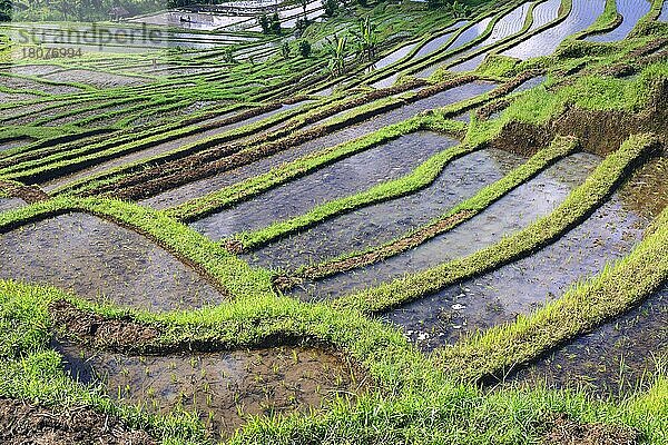 Reisterassen von Jatiluwih  Bali  Indonesien  Asien