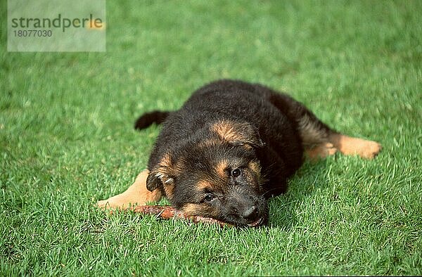 Deutscher Schäferhund  Welpe  8 Wochen alt  nagt an Ast  German Shepherd  Alsatian  puppy  8 weeks old  gnawing on (Schäferhund) (animals) (Säugetiere) (mammals) (Haushund) (domestic dog) (Haustier) (Heimtier) (pet) (außen) (outdoor) (frontal) (head-on) (von vorne) (Wiese) (meadow) (kauen) (chewing) (liegen) (lie) (lying) (Jungtier) (young) (Querformat) (horizontal)