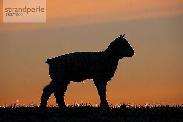 Lamm silhouettiert gegen orange Sonnenuntergang Himmel