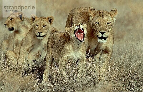 Afrikanische Löwen (Panthera leo)  Weibchen und Jungtiere  Serengeti Nationalpark  nischer Löwe  Löwin  Tansania  Afrika