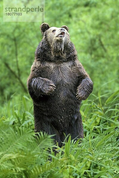 Europäischer Braunbär (Ursus arctos)  Europa  Braunbär  Bären  Tiere  Wiese  frontal  von vorne  aufrecht stehen  erwachsen  Stärke  Säugetiere  Raubtiere  beasts of prey  Gefahr  gefährlich