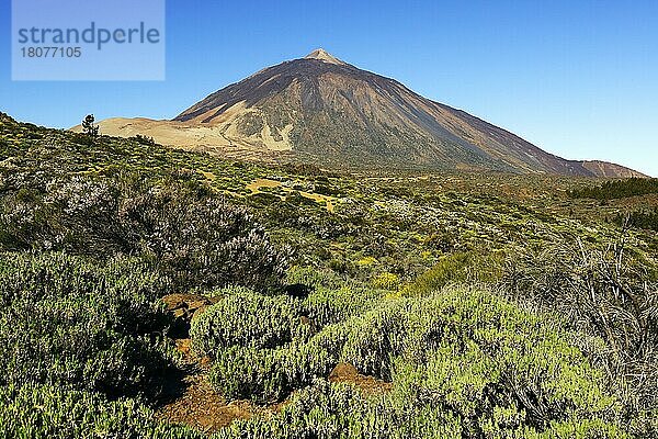 Vulkan Pico del Teide  Teide-Nationalpark  Parque Nacional de las Canadas del Teide  Teneriffa  Kanarische Inseln  Spanien  Europa