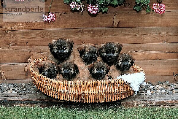 Pyrenäenschäferhunde  Welpen  Berger des Pyrenees (Pyrenäenschäferhund) (Tiere) (Gruppe) (group) (sieben) (seven) (außen) (outdoor) (frontal) (head-on) (von vorne) (sitzen) (sitting) (Jungtier) (young) (Welpe) (puppy) (Querformat) (horizontal) (Säugetiere) (mammals) (Haushund) (domestic dog) (Haustier) (Heimtier) (pet) (Korb) (basket) Pyrenäen-Schäferhund  Pyrenäen-Schäferhund