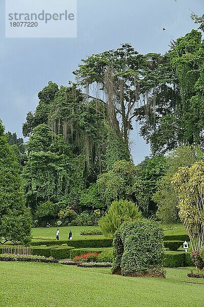 Königliche Botanische Gärten  Peradeniya  Kandy  Sri Lanka  Asien