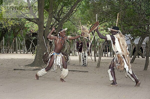 Krieger  traditioneller Tanz  DumaZulu  Duma Zulu  traditionelles Dorf  Museumsdorf  KwaZulu Natal  Südafrika