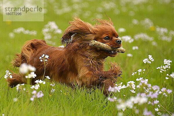 Kavalier King Charles Spaniel  Rubin  Hündin  erwachsen