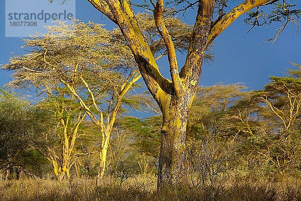 Fieberakazien  Lake Nakuru Nationalpark (Acacia xanthophloea)  Kenia  Afrika