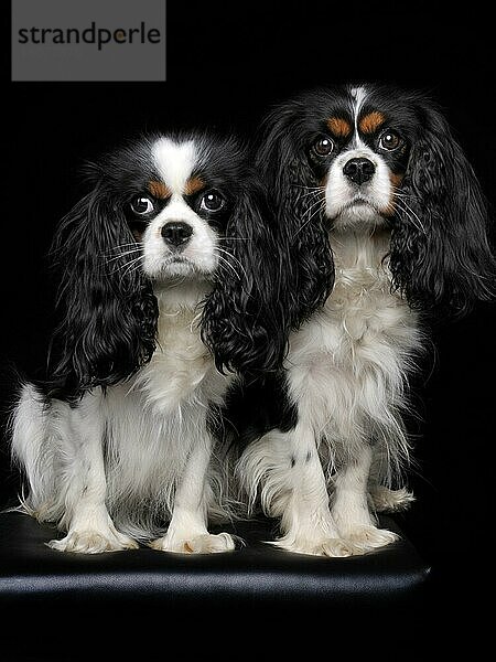 Cavalier King Charles Spaniel  Hündinnen  Trikolore  erwachsen