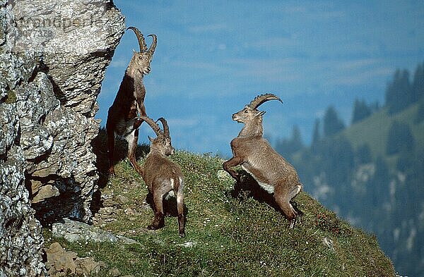 Alpensteinböcke  männlich  Niederhorn  Berner Oberland (Carpa ibex)  Schweiz  Europa