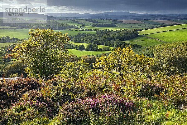 Corby Crags  Blick zum Cheviot Bergland  Graftschaft Northumberland  England  Cheviot Hills