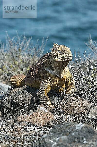 Galapagos-Landleguan (Conolophus subcristatus)  Nord-Seymour-Insel  Galapagos  Ecuador  Unesco-Welterbe  Südamerika